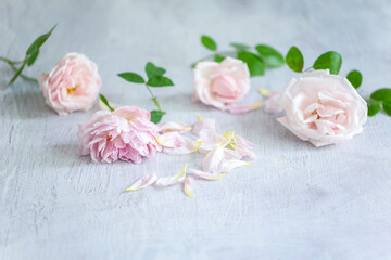 Scattered pale pink roses and petals.