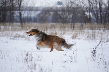 Fototapeta na wymiar sheltie dog running in the snow