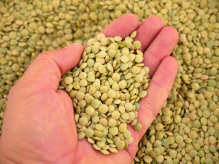 dried green lentils, edible dried lentils, close-up green dried lentils,