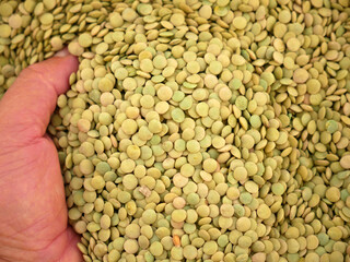 protein source, natural green dried lentils, useful dried legumes,