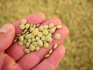 a person is holding a handful of dried lentils,