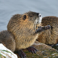 invading animal Myocastor coypus coypu in nature of Czech republic during winter time