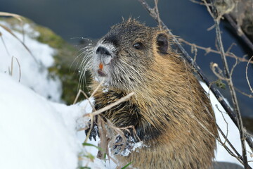 invading animal Myocastor coypus coypu in nature of Czech republic during winter time