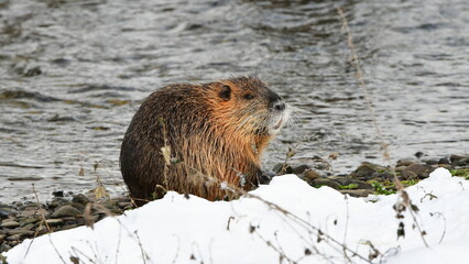 invading animal Myocastor coypus coypu in nature of Czech republic during winter time