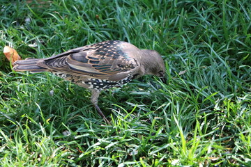 Sturnus vulgaris in Hyde park London, Endland UK