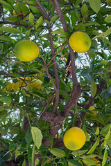 ripe fresh oranges on orange tree branches