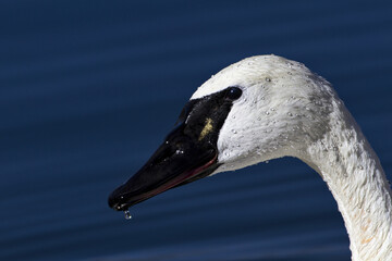 Dripping water falls from gleaming black beak of white Trumpeter Swan in Wyoming, United States