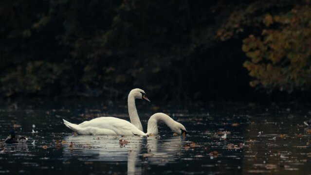 Beautiful white swans swim on water, lake, river. The lake is covered with autumn leaves. Swan drink water in the river.