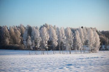 Winter landscape with frosted trees and beautiful blue sky