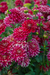 Beautiful red dahlia in the garden. Dahlia flowers
