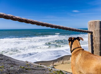 dog on the beach looking at ocean