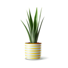 Vector realistic Indoor plant in pot. Detailed houseplant in striped ceramic pot isolated. Snake plant, sansevieria for interior decoration.