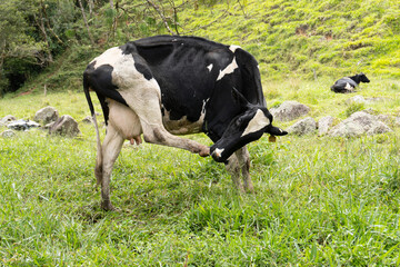 cow in funny position with natural background