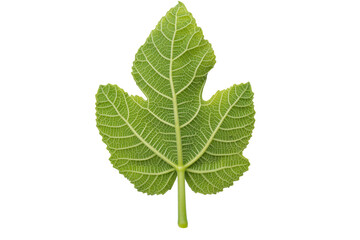 green leaf of brevo seen from below