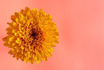 yellow sunflower flower close up on pink background top view