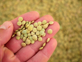 a person is holding a handful of dried lentils,