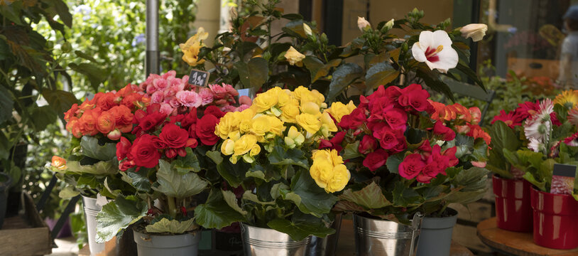 Devanture d'un magasin de fleurs