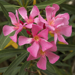 Nerium oleander	
