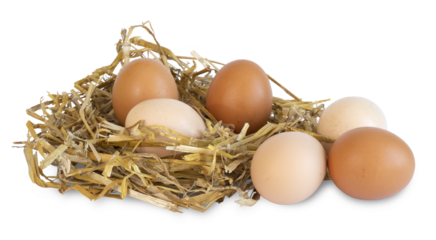 Oeufs de poule dans un nid de paille	