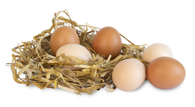 Oeufs de poule dans un nid de paille	