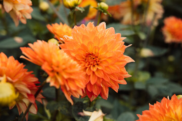 Dahlia 'Orange Pekoe' in flower