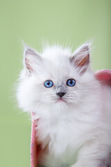ragdoll kitten on a green background in a basket. Cat portrait in photo studio
