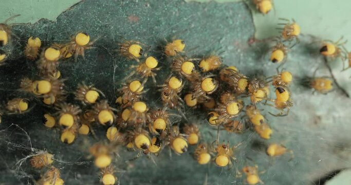 Tiny newborn garden spiders macro, Araneus diadematus