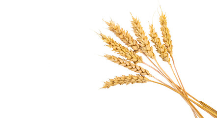 Fototapeta spikelets of wheat isolate on white background. Selection focus. food. obraz