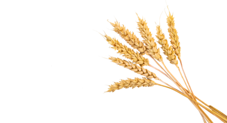 spikelets of wheat isolate on white background. Selection focus. food.