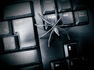 Black spider on black keyboard. IT trouble abstract photo.