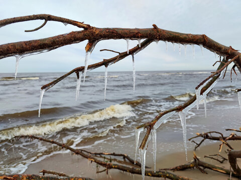 Icicles on a branch in the winter by the sea.
