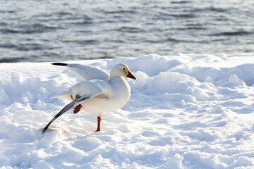Side closeup view of snow goose standing on one leg in fresh snow flapping its wings, Cap-Rouge area, Quebec City, Quebec, Canada