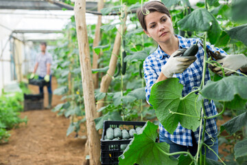 Confident woman harvests ripe cucumbers in greenhouse