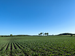Fototapeta na wymiar Spring field and clear blue sky
