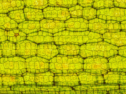 aquatic plant (Vallisneria gigantea) under the microscope showing chloroplasts and cell walls - optical microscope x200 magnification