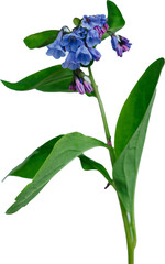 Fototapeta na wymiar Bluebell Wildflower on a Transparent Background