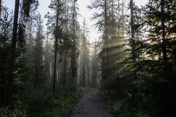 Obraz premium Dirt path through the forest with early morning sun shinning through the trees and fog 