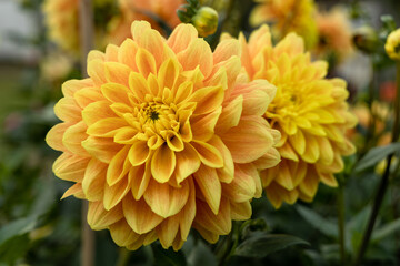 Dahlia yellow and orange flowers in garden