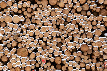 Logging stack in the forest during the winter.