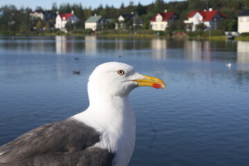 seagull on the pier