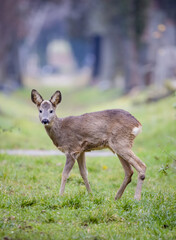 white deer