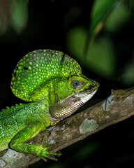 Red-headed basilisk (Basiliscus galeritus) in Colombia