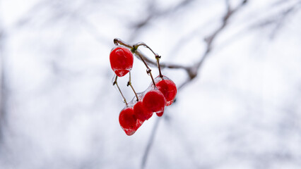 beauty of winter nature. red frozen berries outdoor. winter nature season with frozen rowan