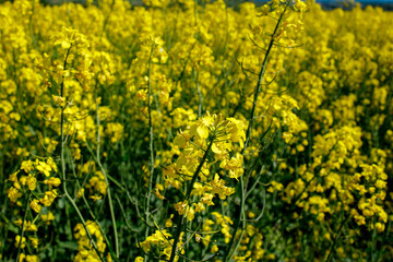 Close up blooming rapeseedin agricultural field. Rapeseed is grown for the production of animal feeds, vegetable oils and biodiesel