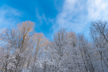 Trees covered in hoarfrost in snow forest in winter on blue sky