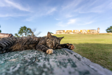 A cute cat sleeps on a bench next to an old military sea fort in Valladolid, Mexico.