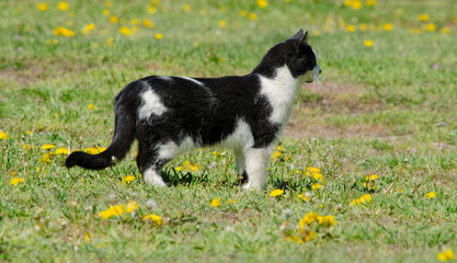 Fototapeta na wymiar black and white cat walking in the grass with flowers