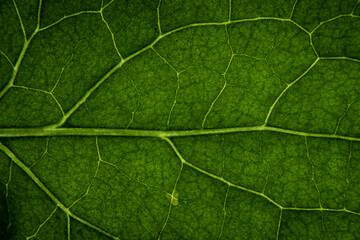 Macro perspective of a leaf in white background