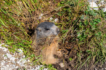 An up-close view of a marmot 