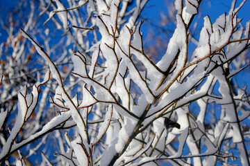 isolated snow covered branches of trees in winter against blue sky with space for text, winter wallpaper in natural style with space for text